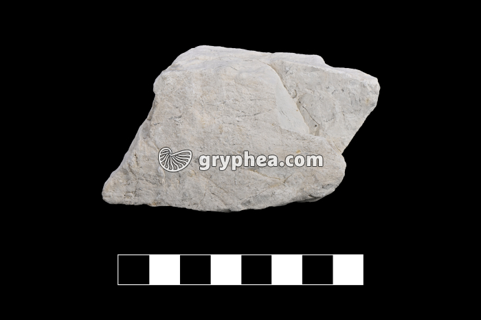 Gypse (Emosson, Suisse) - échantillon - gryphea.org